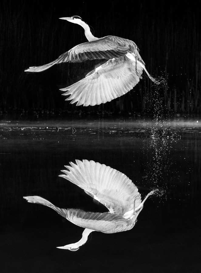 Lift off reflection, Mary Fish